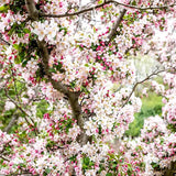 Mar (Malus) Sweet Love, cu fructe dulci-acrisor rosii