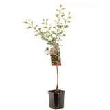 Mar (Malus) Sweet Love, cu fructe dulci-acrisor rosii