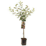 Mar Rode Boskoop (Malus), cu fructe dulci rosii