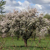 Mar Rode Boskoop (Malus), cu fructe dulci rosii