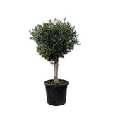 Maslin European 170 cm, aclimatizat