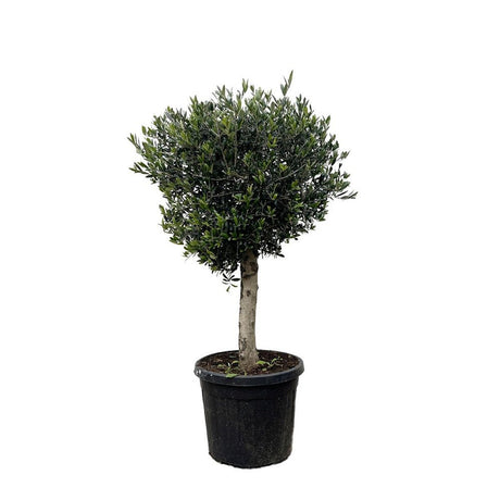 Maslin European 170 cm, aclimatizat