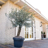 Maslin European 180-200 cm, aclimatizat