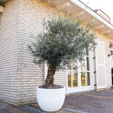 Maslin European 180-200 cm, aclimatizat