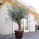 Maslin European 180-200 cm, aclimatizat