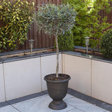 Maslin European 60 cm, aclimatizat