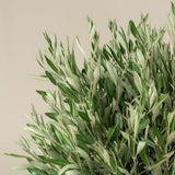 Maslin European 60 cm, aclimatizat