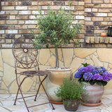 Maslin European 90 cm, aclimatizat