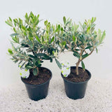 Maslin European Arbequina, Aclimatizat, rezistent iarna, vesnic verde, fructifer, usor de ingrijit, efect mediteranean, 30-40 cm