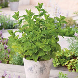 Menta Marocana la ghiveci (Mentha spicata Moroccan)