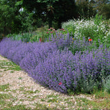 Menta Pisicii, Iarba Matei, Catusnica (Nepeta) Six Hills Giants- Aroma Intens