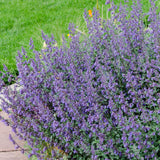 Menta Pisicii, Iarba Matei, Catusnica (Nepeta) Six Hills Giants- Aroma Intens