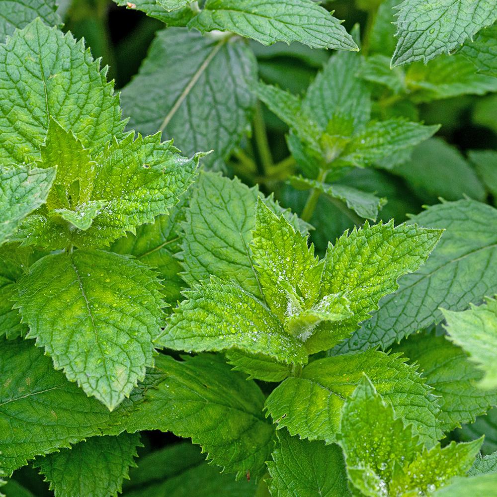 Menta