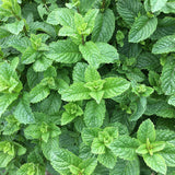 Menta