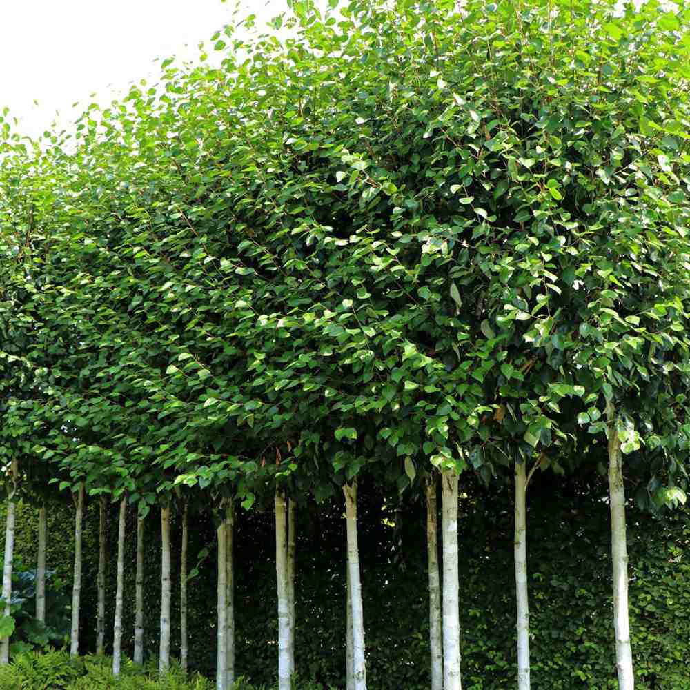 Mesteacan Alb Pur Doorenbos (Betula Utilis)