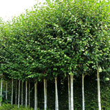 Mesteacan Alb Pur Doorenbos (Betula Utilis)