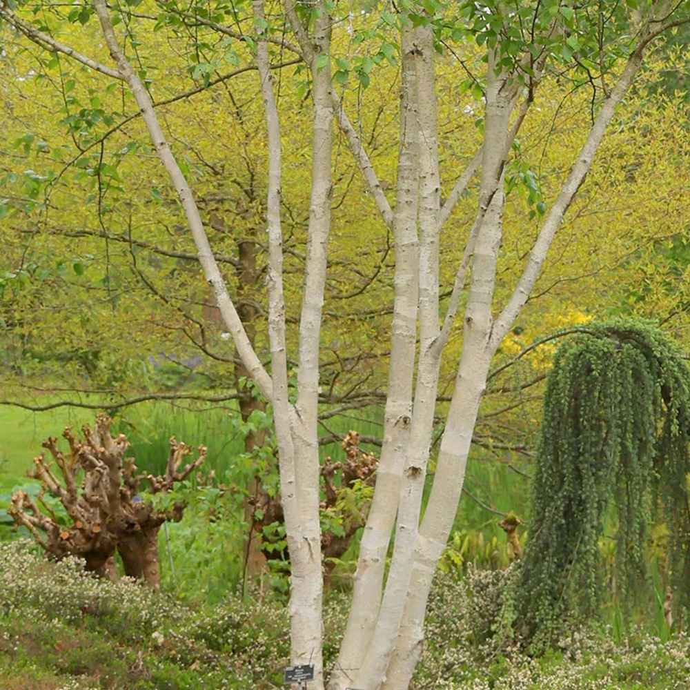 Mesteacan Alb Pur Doorenbos (Betula Utilis)