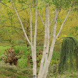 Mesteacan Alb Pur Doorenbos (Betula Utilis)