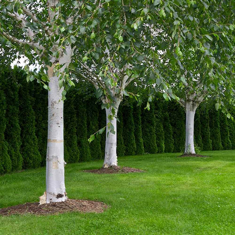 Mesteacan Alb Pur Doorenbos (Betula Utilis)