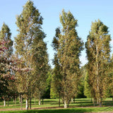 Mesteacan alb Columnar (Betula Fastigiata)