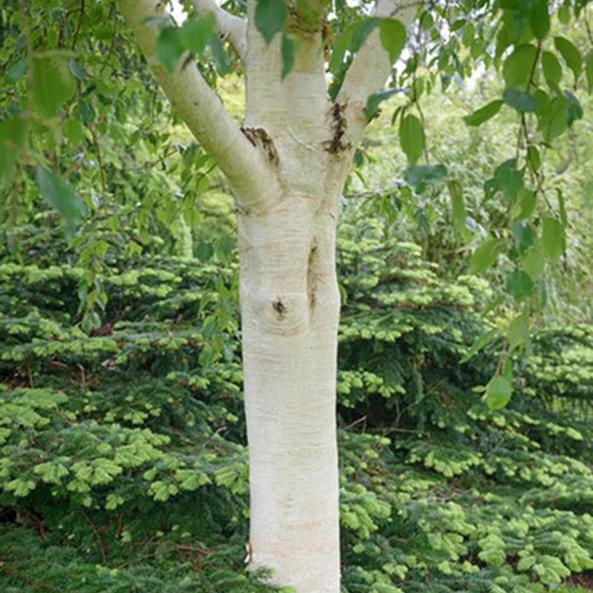 Mesteacan Alb Pur Himalayan Jacquemontii