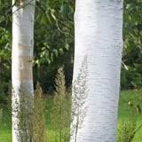 Mesteacan Alb Pur Himalayan Jacquemontii
