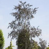 Mesteacan Rosu Royal Frost