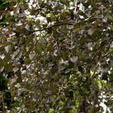 Mesteacan Rosu Royal Frost
