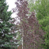 Mesteacan Rosu Royal Frost