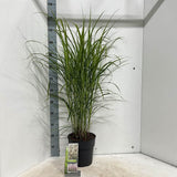 Iarba Elefantului (Miscanthus Sinensis) Dronning Ingrid, iarba ornamentala cu spice albe si frunzis rosiatic toamna, crestere rapida