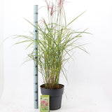 Iarba Elefantului (Miscanthus Sinensis) Ferner Osten, iarba ornamentala inalta cu spice rosii si frunzis elegant, crestere rapida