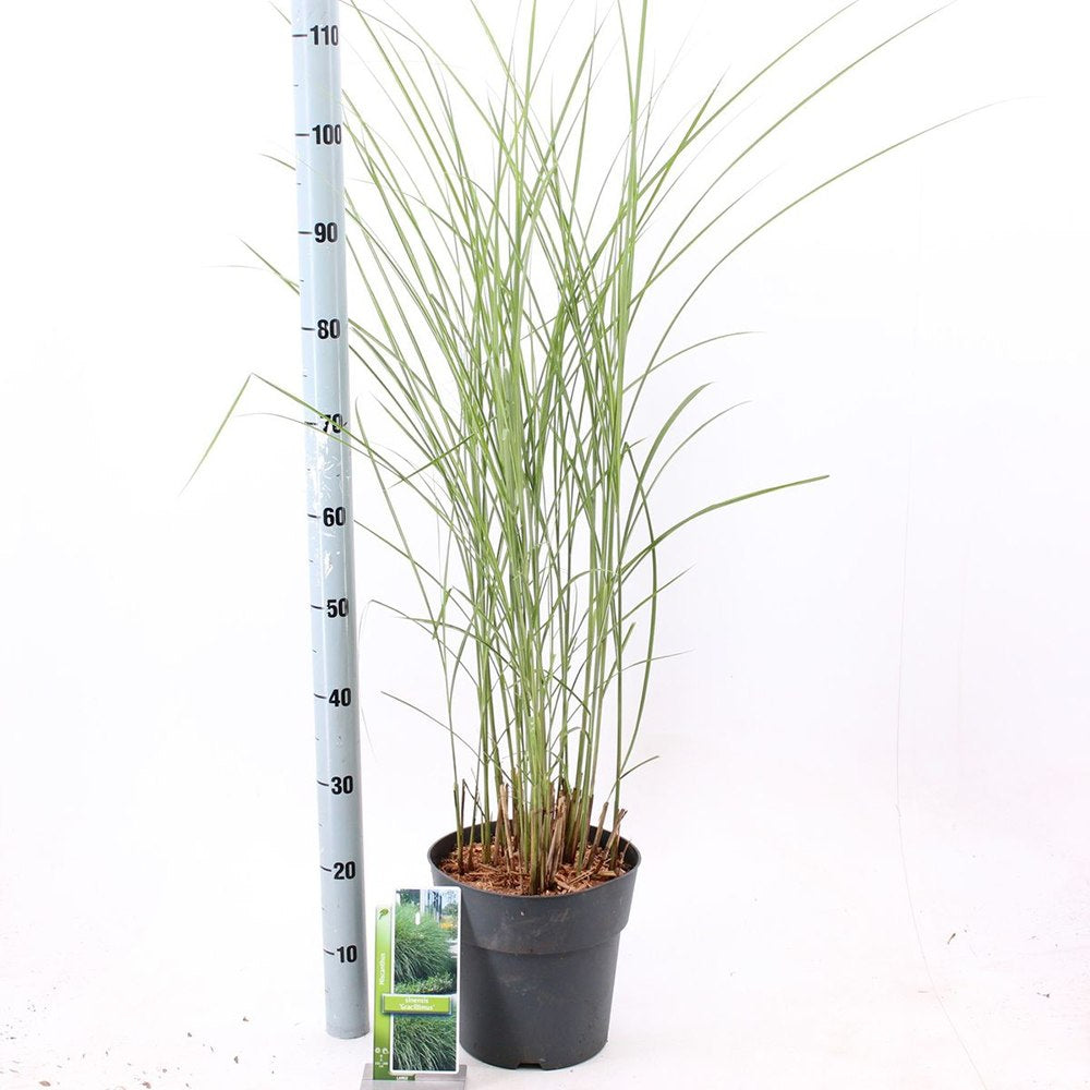 Iarba Elefantului (Miscanthus Sinensis) Gracillimus, iarba decorativa, rezistenta la ger si seceta, crestere rapida,
