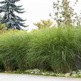 Iarba Elefantului (Miscanthus Sinensis) Gracillimus, iarba decorativa, rezistenta la ger si seceta, crestere rapida,
