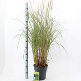 Iarba Elefantului (Miscanthus Sinensis) Kleine Silberspinne, iarba ornamentala pitica si compacta cu spice argintii elegante, crestere rapida