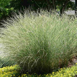 Iarba Elefantului (Miscanthus Sinensis) Morning Light, iarba ornamentala eleganta cu frunzis fin si reflexii argintii, crestere rapida