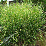 Iarba Elefantului (Miscanthus Sinensis) Little Zebra, iarba ornamentala pitica cu frunzis dungat si spice rozalii, crestere rapida
