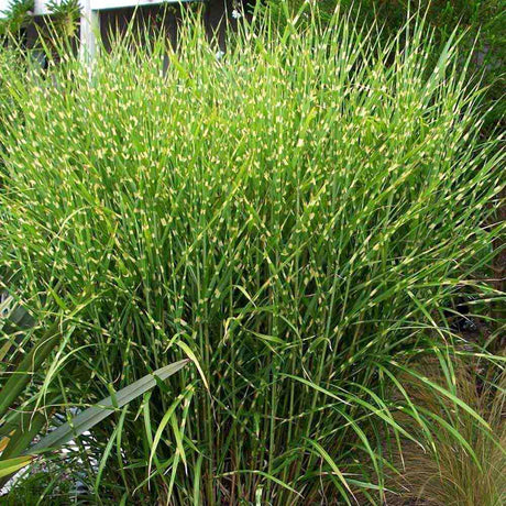 Iarba Elefantului (Miscanthus Sinensis) Little Zebra, iarba ornamentala pitica cu frunzis dungat si spice rozalii, crestere rapida