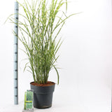 Iarba Elefantului (Miscanthus Sinensis) Strictus, iarba ornamentala cu frunzis dungat si spice roz-argintii, crestere rapida