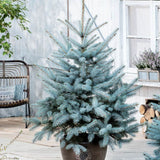 Molid Argintiu Blue Diamond