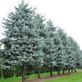 Molid Argintiu Blue Diamond