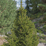 Molid Canadian Super Green