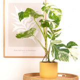 Monster Deliciosa Albo Variegata - 50 cm