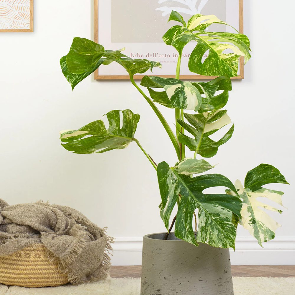 Monster Deliciosa Albo Variegata - 50 cm
