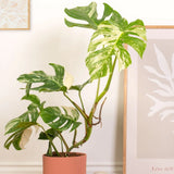 Monster Deliciosa Albo Variegata - 50 cm