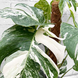 Monster Deliciosa Albo Variegata - 50 cm