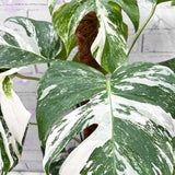 Monster Deliciosa Albo Variegata - 50 cm
