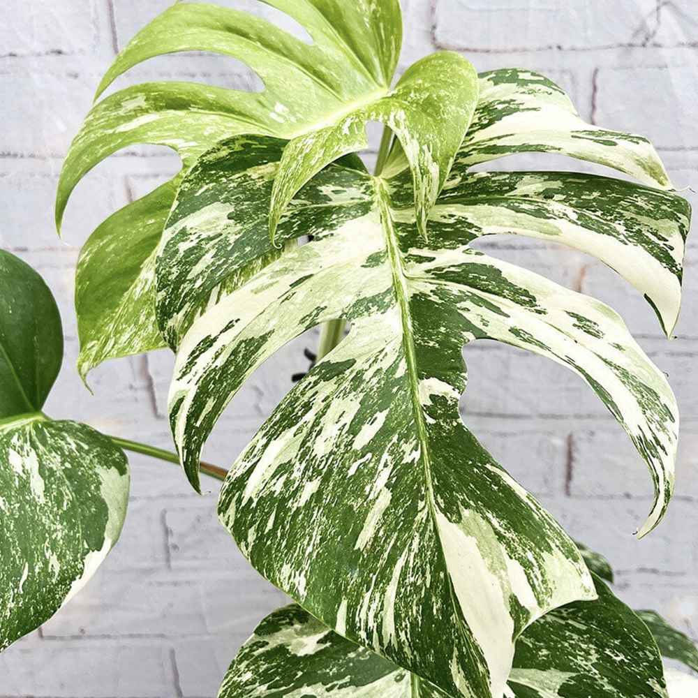 Monster Deliciosa Albo Variegata - 50 cm