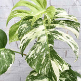 Monster Deliciosa Albo Variegata - 50 cm