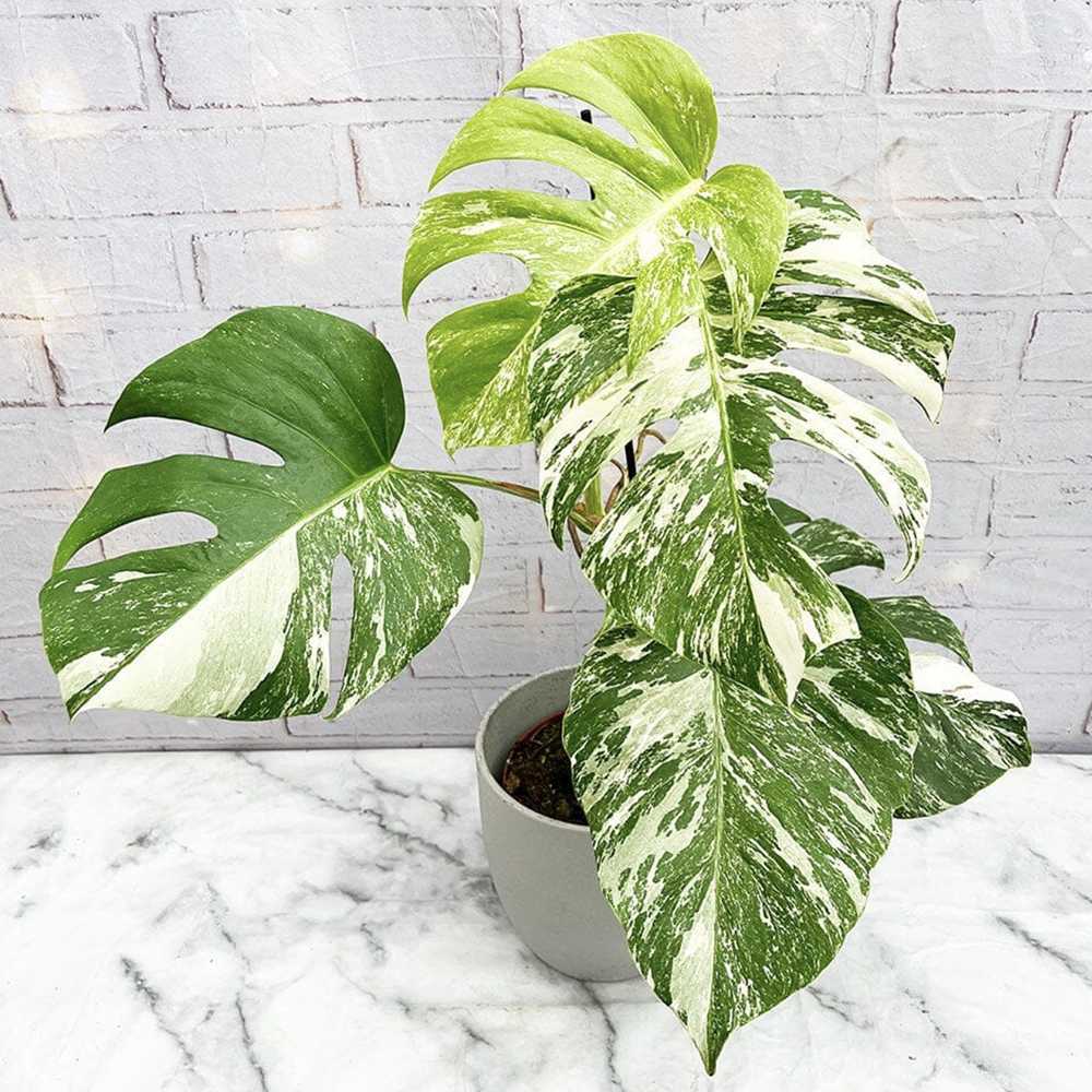 Monster Deliciosa Albo Variegata - 50 cm