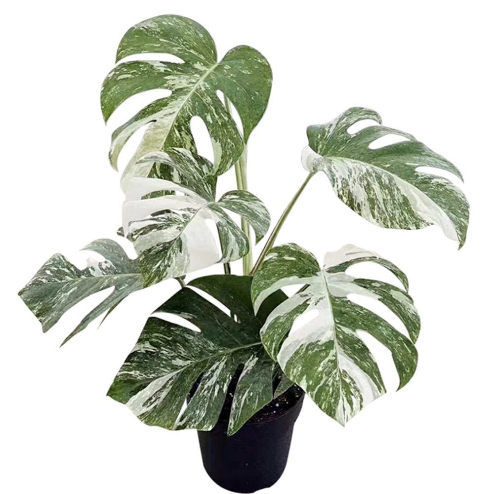 Monster Deliciosa Albo Variegata - 50 cm